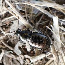 Attēlu rezultāti vaicājumam “Pterostichus aterrimus”