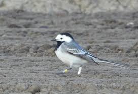 Attēlu rezultāti vaicājumam “Motacilla alba adult”