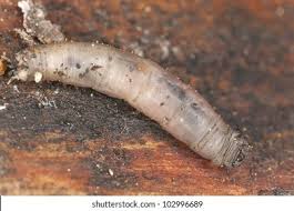 Attēlu rezultāti vaicājumam “Tipulidae larva”