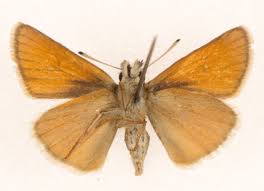 Attēlu rezultāti vaicājumam “Thymelicus lineola male”