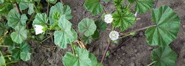Attēlu rezultāti vaicājumam “Malva moschata leaf”