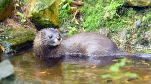 Attēlu rezultāti vaicājumam “Mustela vison”