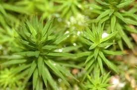 Attēlu rezultāti vaicājumam “Polytrichum formosum”