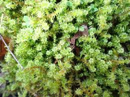 Attēlu rezultāti vaicājumam “Rhytidiadelphus subpinnatus sporophyte”