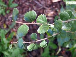 Attēlu rezultāti vaicājumam “Betula nana”