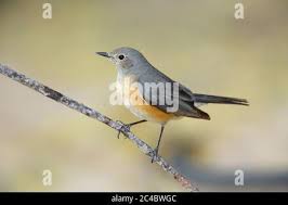 Image result for Irania gutturalis