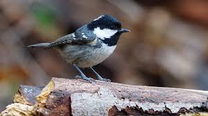 Attēlu rezultāti vaicājumam “Periparus ater”