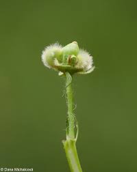 Attēlu rezultāti vaicājumam “Malva moschata bud”