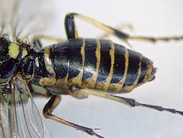 Attēlu rezultāti vaicājumam “Tenthredo campestris female”