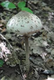 Attēlu rezultāti vaicājumam “Macrolepiota”