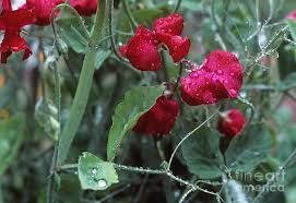 Image result for Lathyrus odoratus
