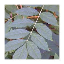 Attēlu rezultāti vaicājumam “Fraxinus excelsior”