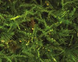 Attēlu rezultāti vaicājumam “Cephalozia catenulata”