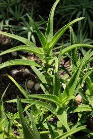 Attēlu rezultāti vaicājumam “Xanthorrhoeaceae”