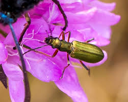 Attēlu rezultāti vaicājumam “Chrysanthia geniculata”
