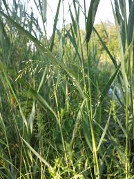 Attēlu rezultāti vaicājumam “Poa palustris”