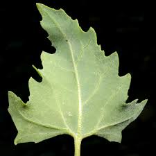 Attēlu rezultāti vaicājumam “Atriplex calotheca leaf”