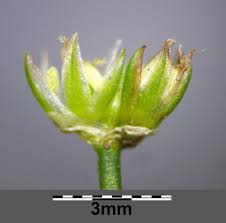 Attēlu rezultāti vaicājumam “Juncus bulbosus leaf”