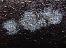 Attēlu rezultāti vaicājumam “Phlebiopsis gigantea”