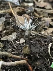 Attēlu rezultāti vaicājumam “Lamproderma gulielmae stalked”