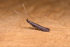 Attēlu rezultāti vaicājumam “Semioscopis avellanella imago”