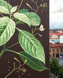 Attēlu rezultāti vaicājumam “Impatiens parviflora leaf”