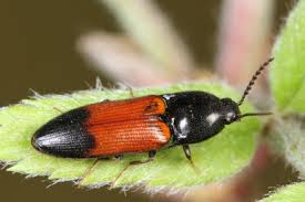 Attēlu rezultāti vaicājumam “Ampedus balteatus”