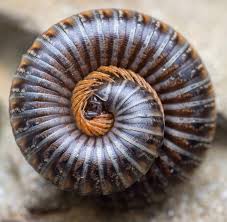 Attēlu rezultāti vaicājumam “Ommatoiulus sabulosus aimatopodus”