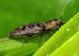 Attēlu rezultāti vaicājumam “Prosternon tessellatum”