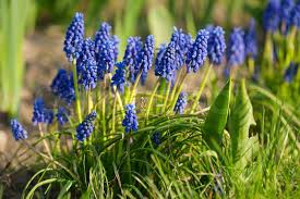Attēlu rezultāti vaicājumam “Muscari neglectum flower”