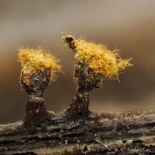 Attēlu rezultāti vaicājumam “Colloderma oculatum macro”