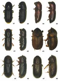 Attēlu rezultāti vaicājumam “Scolytidae”