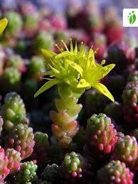 Attēlu rezultāti vaicājumam “Sedum sexangulare flower”