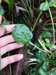 Attēlu rezultāti vaicājumam “Barbarea vulgaris subsp. arcuata fruit”