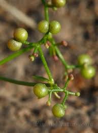 Attēlu rezultāti vaicājumam “Galium palustre fruit”