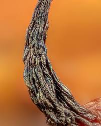 Attēlu rezultāti vaicājumam “Cribraria piriformis macro”