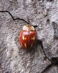 Attēlu rezultāti vaicājumam “Myzia oblongoguttata”