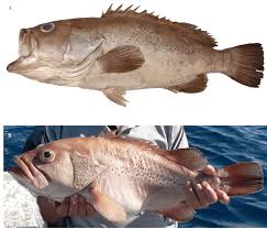 Image result for Polysteganus undulosus