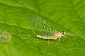 Attēlu rezultāti vaicājumam “Heptagenia sulphurea female”