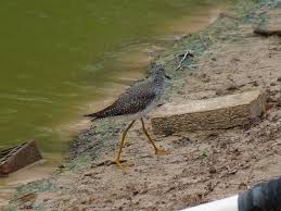 Image result for Tringa melanoleuca