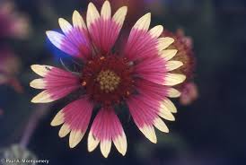 Image result for Gaillardia