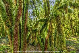 Attēlu rezultāti vaicājumam “Antitrichia curtipendula”