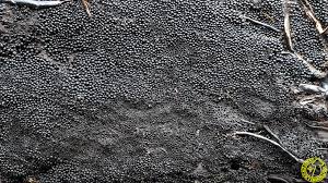 Attēlu rezultāti vaicājumam “Ruzenia spermoides”