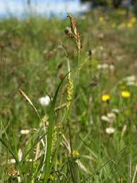 Attēlu rezultāti vaicājumam “Carex hirta”