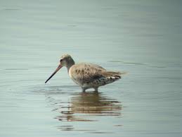 Image result for Limosa haemastica