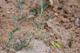 Attēlu rezultāti vaicājumam “Astragalus arenarius leaf”