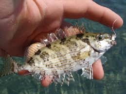 Image result for Siganus rivulatus