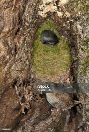 Attēlu rezultāti vaicājumam “Troglodytes troglodytes nest”