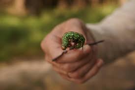 Attēlu rezultāti vaicājumam “Sphinx pinastri larva”