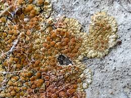 Attēlu rezultāti vaicājumam “Licea pusilla sessile”